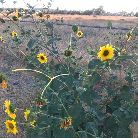 Meet your Posher, Karime - Picture 1 of 1